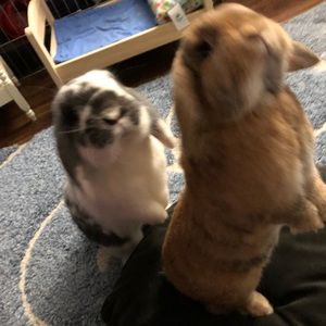 Meet your Posher, Rose